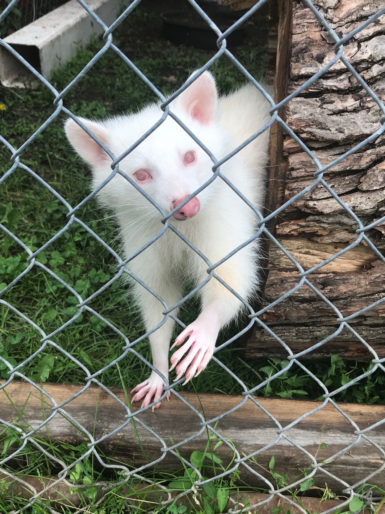 Albino raccoon